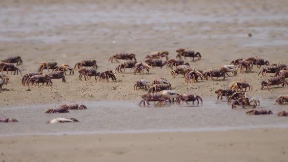 Group of Fiddler crabs on the beach  alt