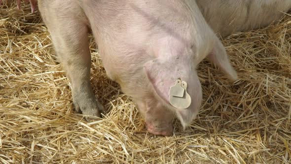 Pigs on the farm eating alt