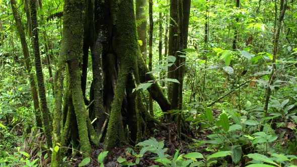 Flying towards the roots of a tropical tree which are covered in moss alt