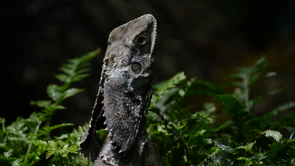 Head of Chlamydosaurus alt