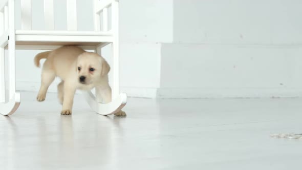 Labrador puppy walks under a chair in a white room