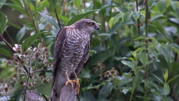 Wild Juvenile Male Sparrowhawk Bird Of Prey, Perched On Fence In Urban Garden
