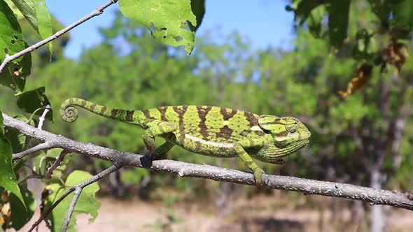 An alert green chameleon creeps haltingly along a tree branch alt