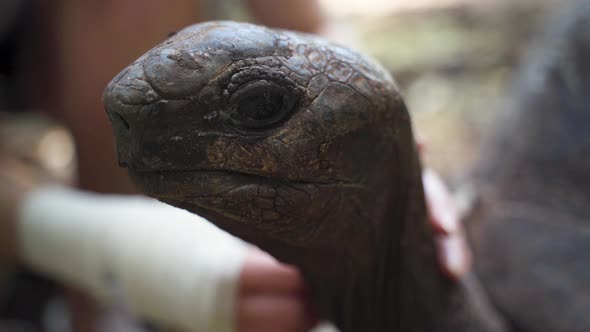 Scaly head of giant tortoise petted by human, close up shot. alt