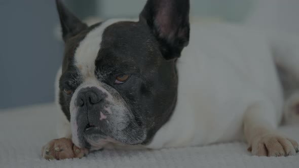 Portrait Dog Indoors alt