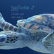 Sea Turtle 7 - VideoHive Item for Sale