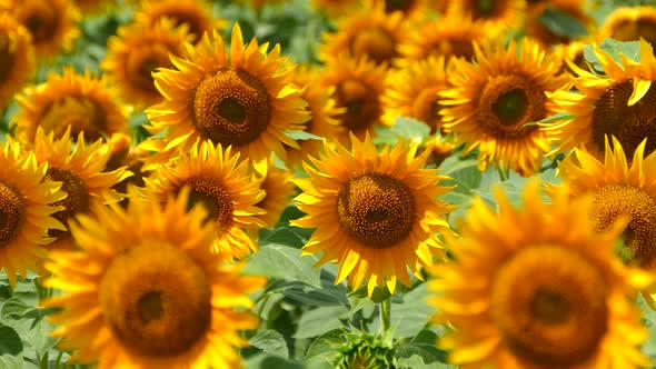 Beautiful Sunflower Flower on the Background of a Yellow Field