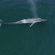 The Aerial Survey Over the Huge Whale Spraying the Water From His Back and Going Under the Water - VideoHive Item for Sale