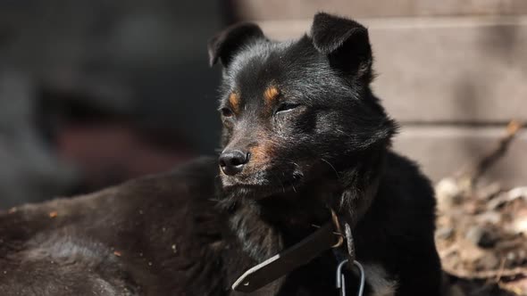 black mongrel dog chained to a chain in living conditions near her booth and food bowls looking 