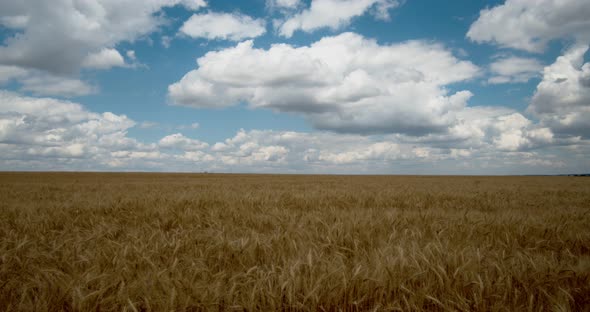 Clouds Float on The Endless Wheat Fields