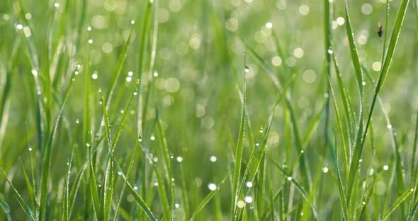 Foreground Dew Drops on the Long Green Grass FHD