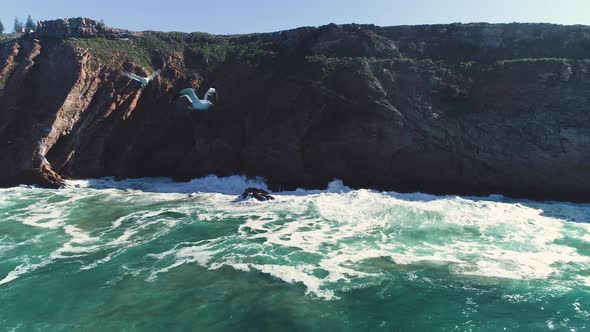 Aerial - Seagull chases drone flying backwards away from rocky bluff with waves crashing into it alt