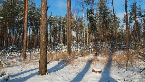 Snowy pine forest against the blue sky in sunlight
