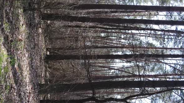 Vertical Video of Trees in a Pine Forest Slow Motion alt