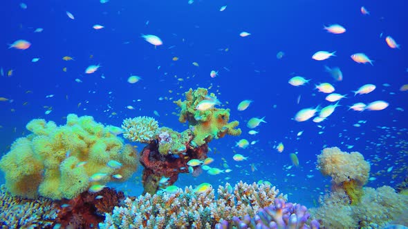 Colourful Reef Fish alt