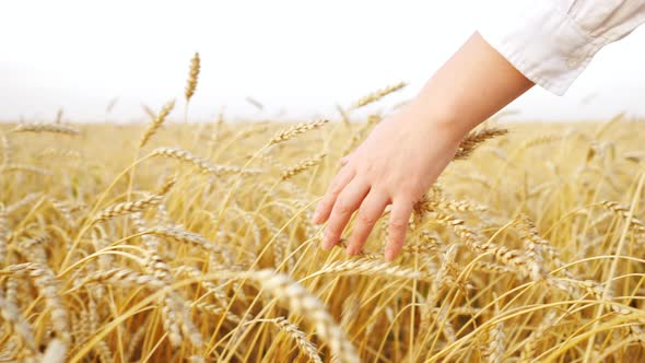 Close-up of a Woman's Hand Moving on Ears of Ripe Wheat in a Field alt