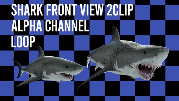 Shark Swim Forntview 2 Clip Alpha Loop
