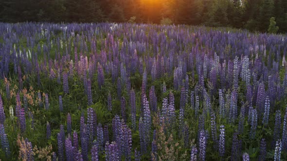 Beautiful Slow Pan Up of a Beautiful Field of Lupine Flowers at Sunset, Mountains in Background, Mai alt