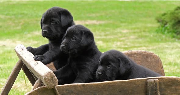 Labrador Retriever, Black Puppies in a Wheelbarrow, Normandy in France, Slow Motion 4K alt