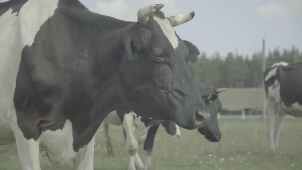 Cow. Cows in a Pasture on a Farm. alt