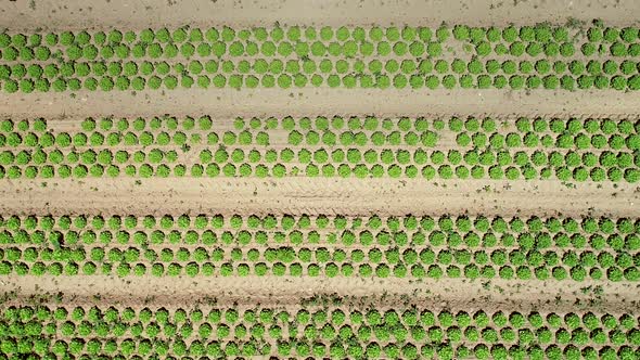 Aerial view of lettuce agriculture in Correze, France. alt