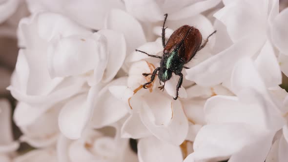 Anisoplia Segetum Melolontha Melolontha Also Known As a May Bug or Doodlebug alt