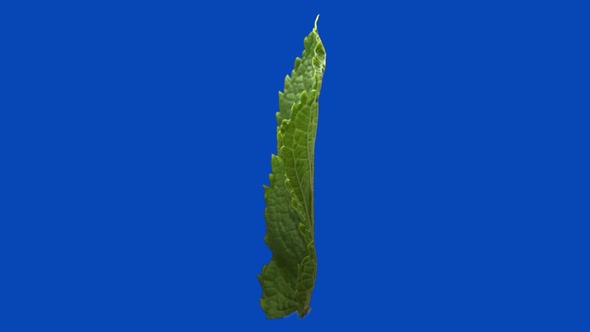 A Mint Leaf Rolling on the Blue Chromakey Background