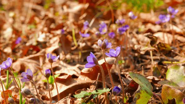 First Spring Flowers alt