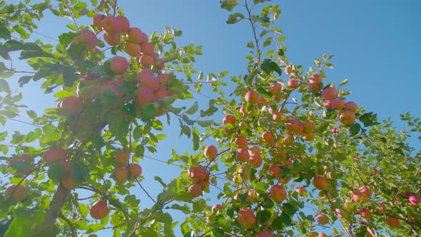 Bunches of Ripe Apples Hang on Branches Fixed on Metal Wires alt