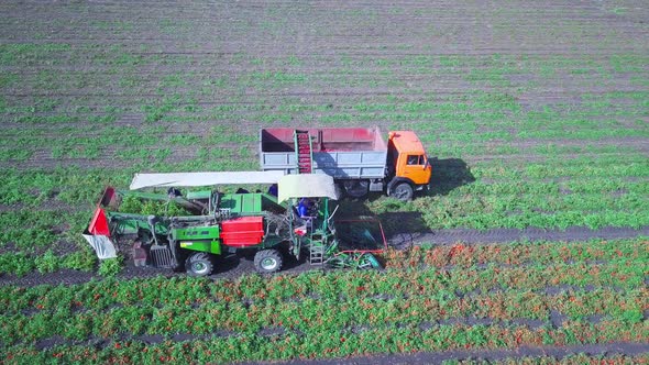 Agriculture. Harvesting a Tomato To Produce Tomato Paste alt