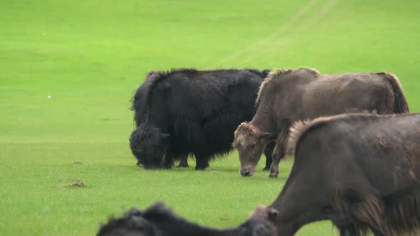 Black and Brown Yaks Grazing in the Meadow alt