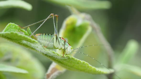 Green Grasshopper Sitting on Leaf. Insect Eating Something alt