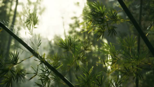 Green Bamboo Forest with Morning Sunlight alt