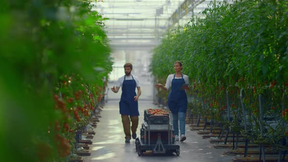 Farmers Checking Vegetables Plantation Inspecting Fresh Tomatoes in Greenhouse alt