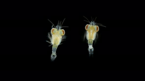 Crustacea Mysida Idiomysis Sp alt