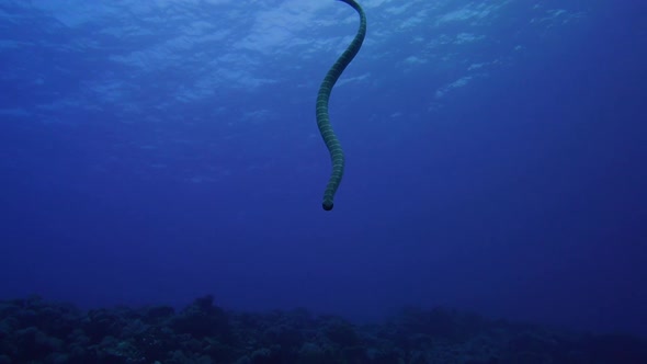 sea snake swimming towards the camera after being up on the surface to catch some air. alt