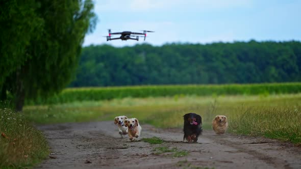 Four dogs running outdoor trying to jump and catch dron. Video of funny dogs playing process. alt