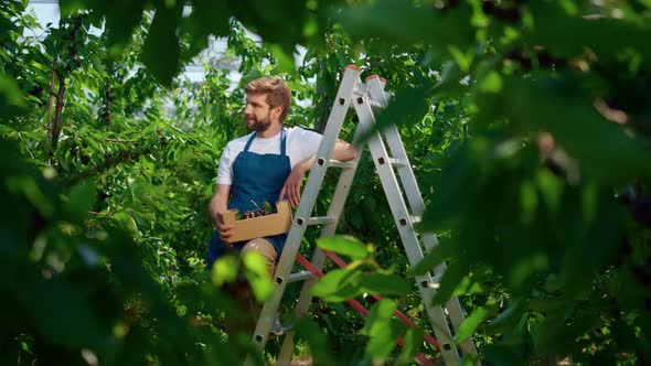 Agribusiness Owner on Plantation Holding Sweet Cherry Crate in Sunny Warm Day alt