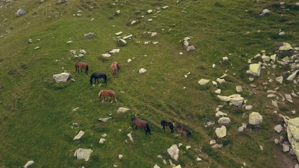 Amazing aerial shot descending toward horses that are feeding on grass on a hillside. alt