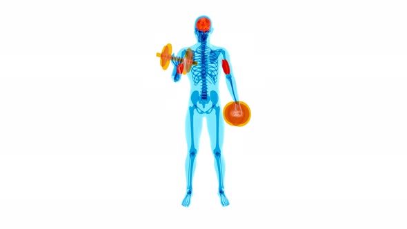 4K anatomy of a X-ray man doing Biceps Curls alt