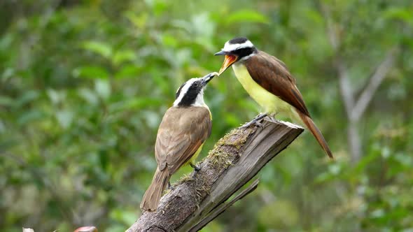 Great Kiskadee Bird in its Natural Habitat in the Woodlands
