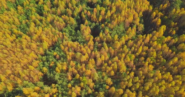 Yellow Autumn View in the Parks Flight Over Forests with Yellow Trees at Sunny Day