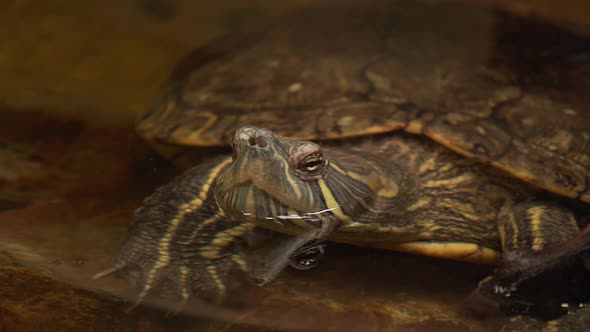 4k turtle with head above water surface breathing fresh air. closeup view alt