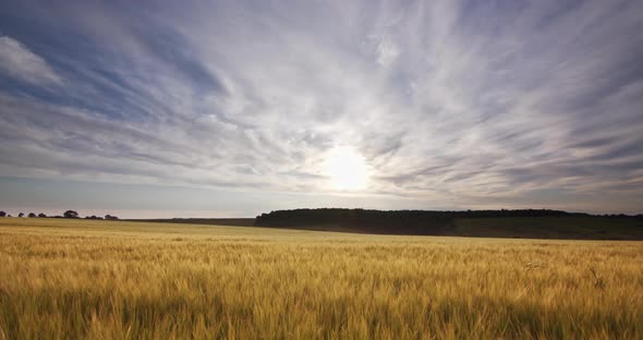 Yellow Wheat Field And Sunny Day. Ripening Of Spikelets alt