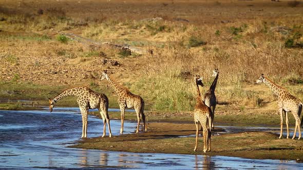 Giraffe in Kruger National park, South Africa alt