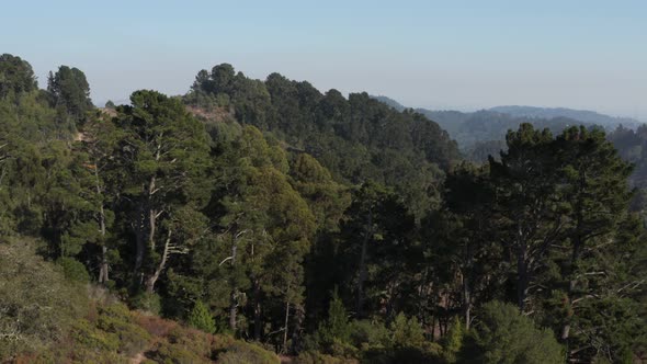 Rising over Large Eucalyptus trees in Berkeley hills aerial  Northern California alt