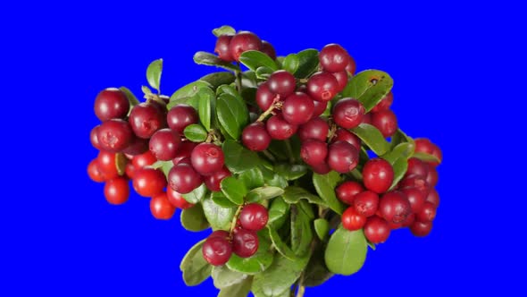 Cowberry Berries Seamless Rotation With Alpha Channel