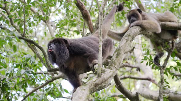 Naughty male black howler, alouatta caraya sticking its tongue out and yawning with mouth wide open alt