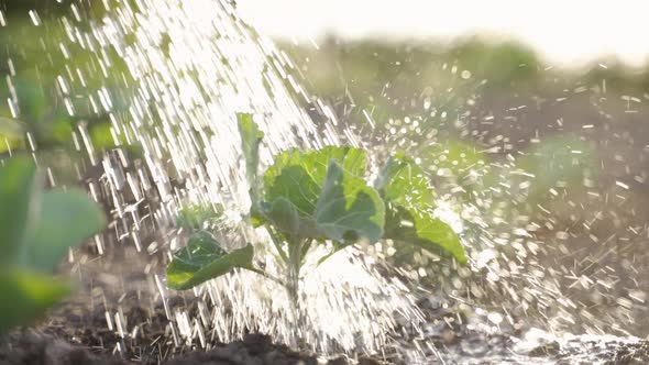 Water Pouring on Cabbage Sprout at Sunset alt