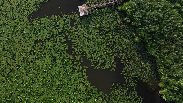 Top View of the Svisloch River in the City's Loshitsa Park with Lilies at Sunset alt